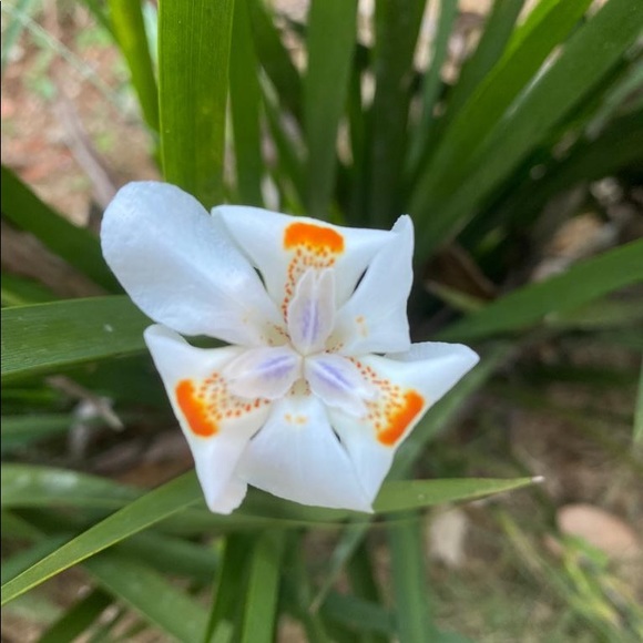 Meet your Posher, Anya - Picture 13 of 13